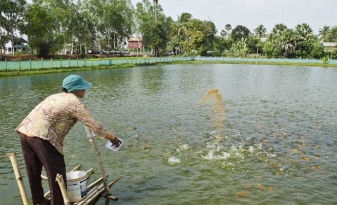 Anika Matsya Khamar : Fish Feed Project [1]